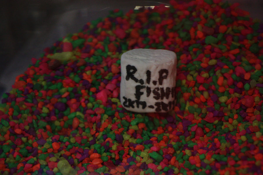Here lies the dead fish