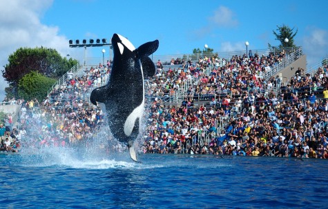 A Killer Whale performs at SeaWorld. Photo credited to Wikipedia. 